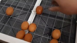 Инкубатор Несушка на 77 яиц: скрытые недостатки, о которых молчат продавцы.