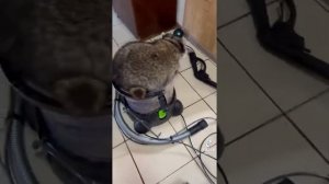 енот Леня и эмоции