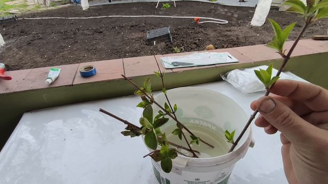 Размножение метельчатой гортензии почкой весной🌿 смотреть онлайн