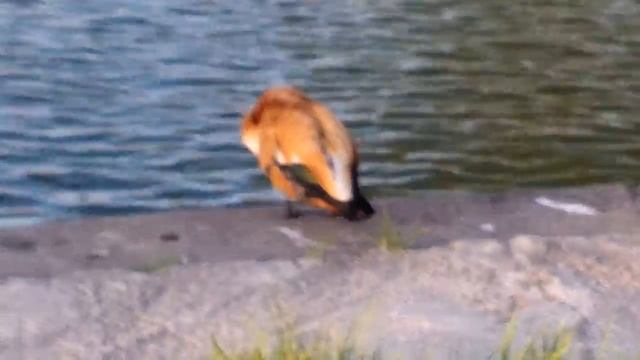 м.Речной вокзал, парк Дружбы смотреть онлайн