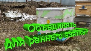 Ранний весенний взяток: секреты профессора Кашковского для максимального медосбора