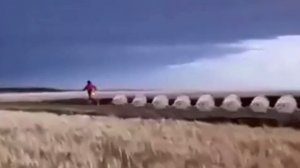 тюлени прыгают под польский рэп | мем из тик тока