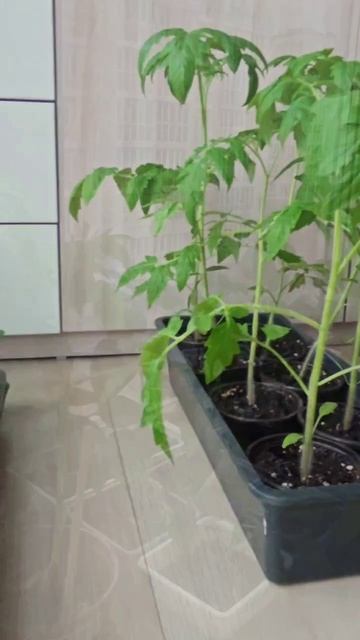 Рассада для пересадки в теплицы.