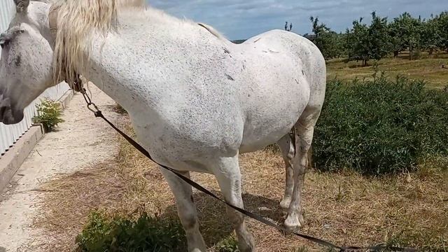 белая лошадь🐎🐴🏇 смотреть онлайн