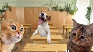 Мемные коты) #коты #мемы #мемныекоты #рил #расписание #школа #будни 🌚😼