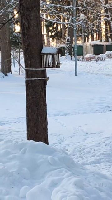 Синицы зимой в парке смотреть онлайн