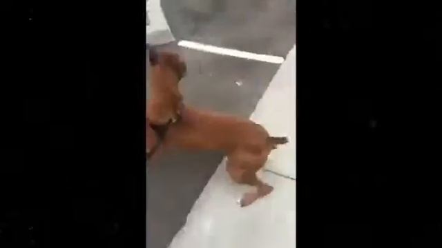 Подборка лучших приколов смотреть онлайн