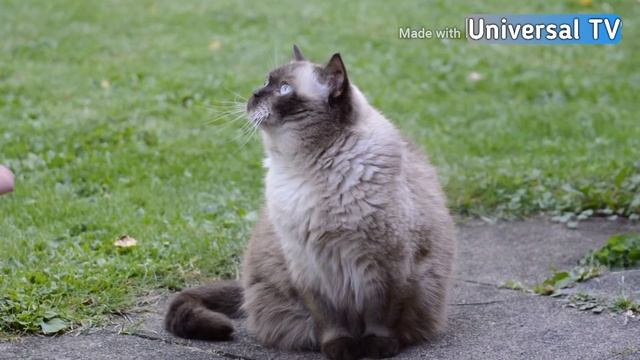 Beautiful cats | Красивые кошки Gatos hermosos | pet cat | by Universal TV смотреть онлайн