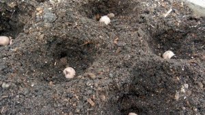 УВЕЛИЧИЛА урожай КАРТОФЕЛЯ с помощью простой ПОДКОРМКИ, которую стала добавлять в ЛУНКУ при ПОСАДКЕ