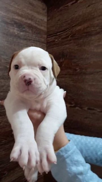 Щенки американского бульдога от Буцефала в Челябинске! Кобель, свободен для резерва. смотреть онлайн