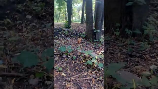 Белка в парке забирает телефон смотреть онлайн