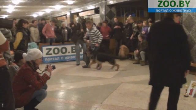 Лучший щенок смотреть онлайн