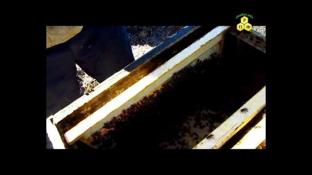 Осмотр августовского отводка после зимовки смотреть онлайн