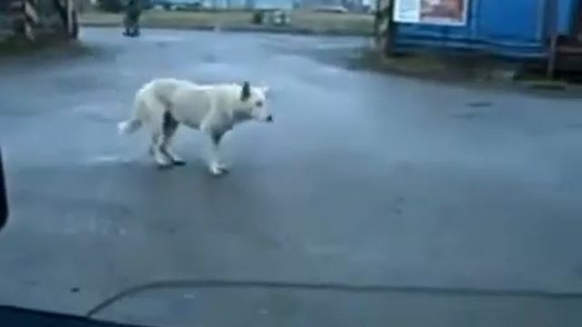 Грибы-тает лёд | Пёс танцует | приколы 2017 смотреть онлайн