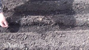 Как посеять морковь, чтобы не прореживать? Секрет идеальных рядков