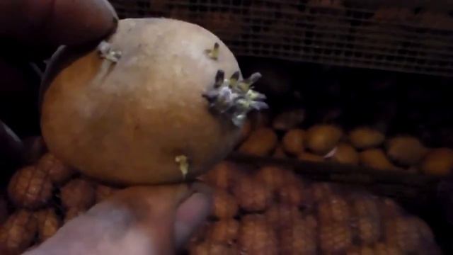 Важная подготовка картофеля к посадке как правильно прорастить картошку перед посадкой. смотреть онлайн