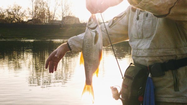 Отлично порыбачили не выезжая из города.