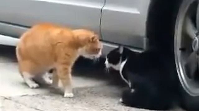 Прикольные говорящие коты смотреть онлайн