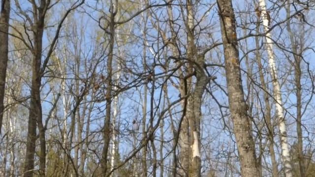 2017 04 Дослідження авторитету Кам’яного села.