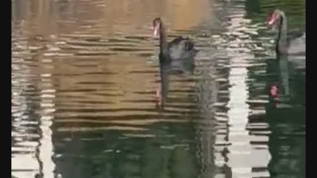 ЛЕБЕДИ АБХАЗИЯ смотреть онлайн