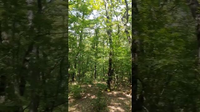 Могаби Лес смотреть онлайн