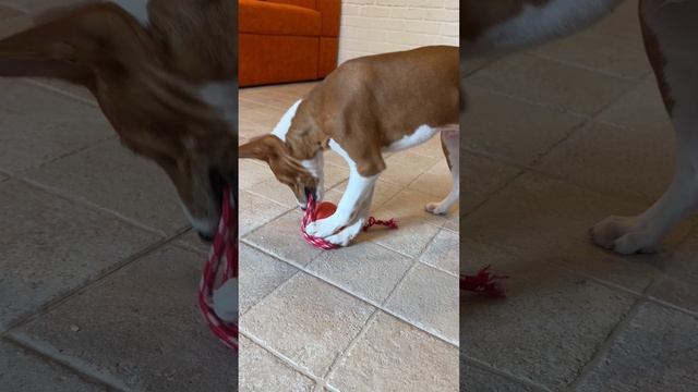 ТЭДИ мальчик басенджи