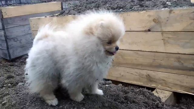 Кэшу 4,5 мес.