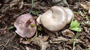 ПО ГРИБЫ НА 1 МАЯ. СБОР ТЕРНОВИКА НА ПЕРВОМАЙСКИЕ ПРАЗДНИКИ #грибы #тихаяохота