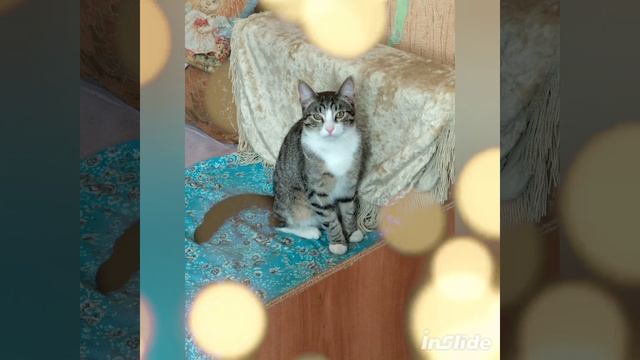 любимцы мои))) смотреть онлайн