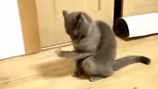 Офигевающий кот ПРИКОЛ Мимика кота на уровне театра!!! смотреть онлайн
