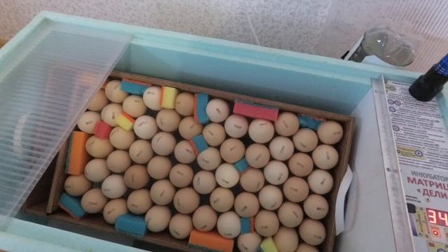 Инкубатор 'Блиц Матрица Дели': мой результат — 95% вывода! Пошаговая инкубация