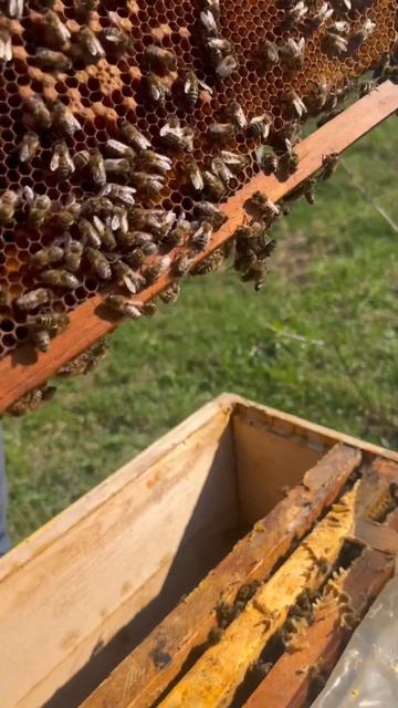 Идеальная погода для пчёл #вкусномёд #мёд #пчелиныйвоск #воск #bee #вощина #липовыймёд #пасека