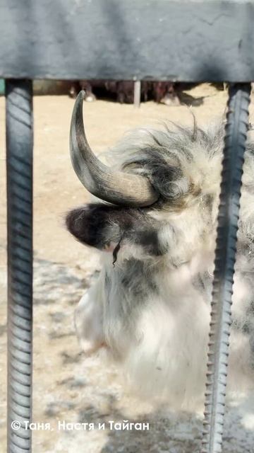 Содержательный разговор яков. Тайган. смотреть онлайн