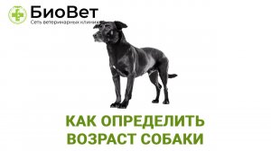 Как определить возраст собаки
