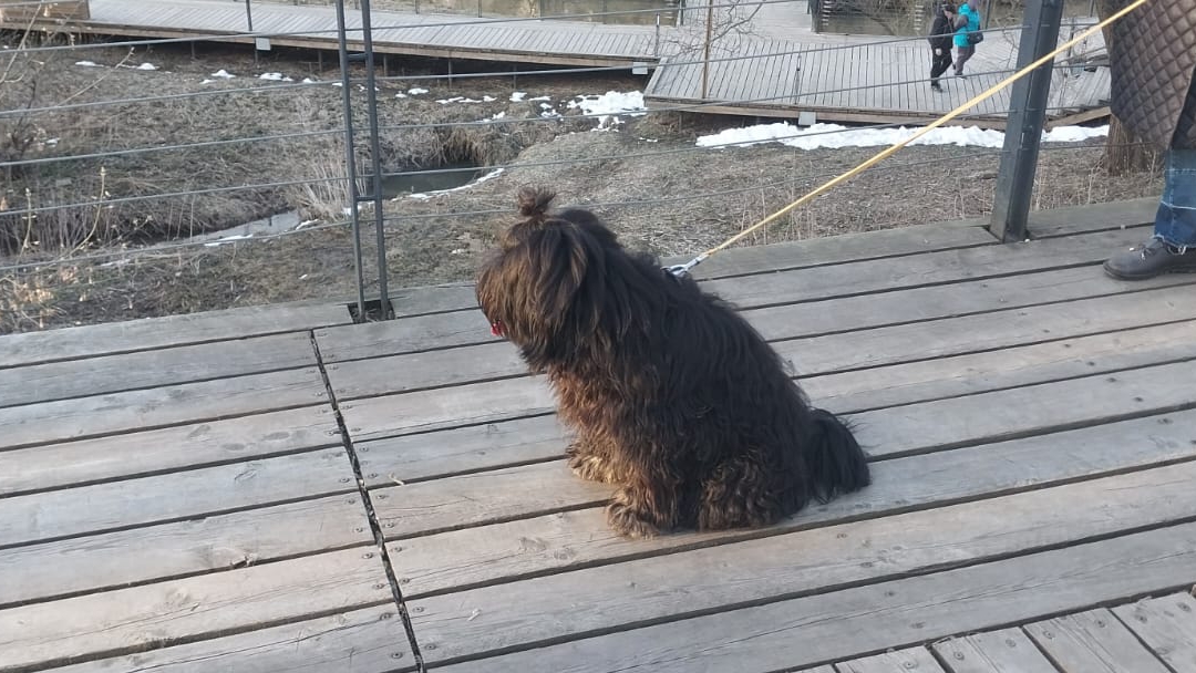 Тибетский терьер смотреть онлайн