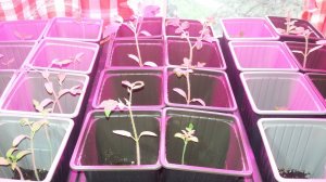 Как подсыпать грунт в рассаду