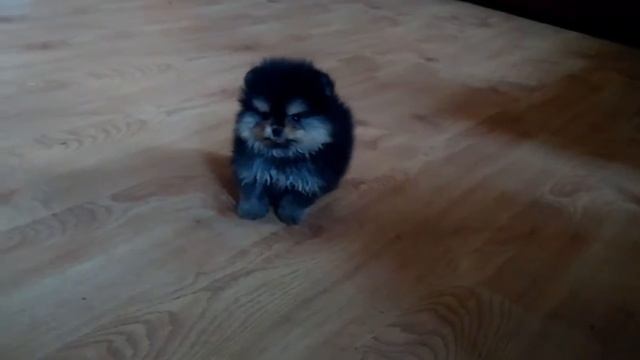 Супермини шпиц!!! смотреть онлайн