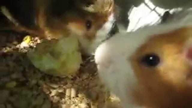 Капуста и морские свинки смотреть онлайн