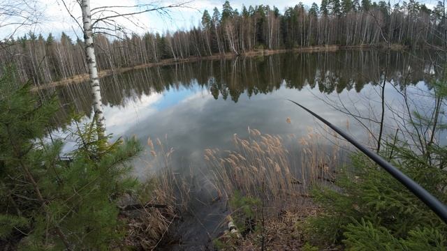 Sabaneev Leader Pro 8м Боковой кивок Плотвичка