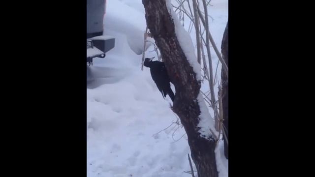 Суровый Нижневартовский дятел😉 смотреть онлайн