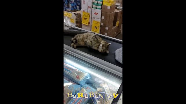 😺 Лови злодея! 🐈 Видео смешных котов и котят для хорошего настроения! 😻 смотреть онлайн