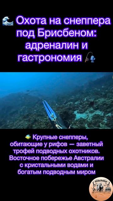 🌊 Охота на снеппера под Брисбеном: адреналин и гастрономия 🎣