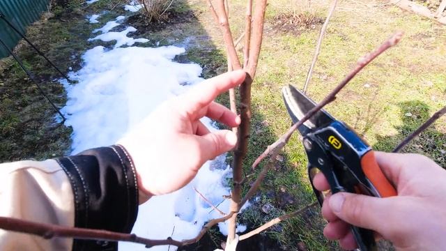 ОБЯЗАТЕЛЬНО! сделайте это с ГРУШЕЙ весной для более раннего плодоношения! ОБРЕЗКА МОЛОДОЙ ГРУШИ! смотреть онлайн