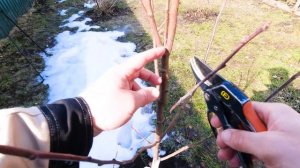 ОБЯЗАТЕЛЬНО! сделайте это с ГРУШЕЙ весной для более раннего плодоношения! ОБРЕЗКА МОЛОДОЙ ГРУШИ!