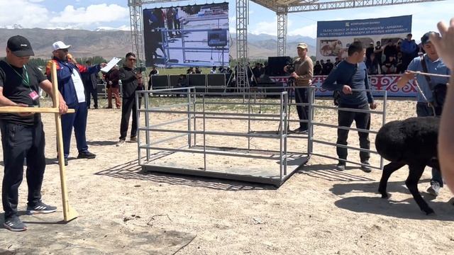 2 тиш кочкорлор. Талас выставка 2023 смотреть онлайн