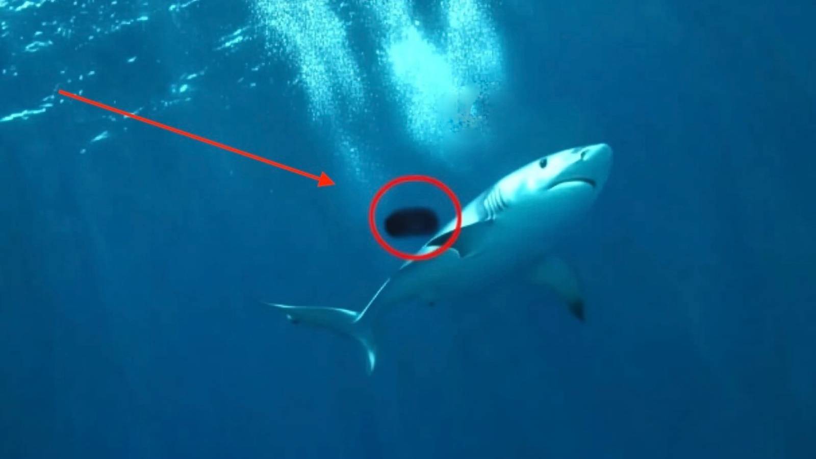 Учёные Обнаружили Нового морского МОНСТРА пожирающего ГИГАНТСКИХ белых акул смотреть онлайн