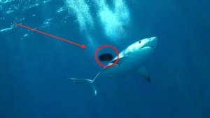 Учёные Обнаружили Нового морского МОНСТРА пожирающего ГИГАНТСКИХ белых акул