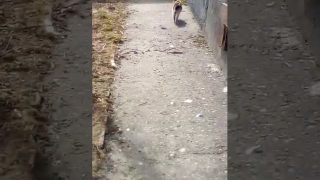 Киски смотреть онлайн