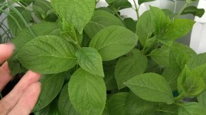 Гортензии из почки. Через год. Особенности грунта.