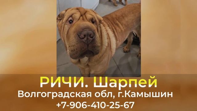 Пропала собака! РИЧИ. Шарпей. Волгоградская обл, г.Камышин смотреть онлайн